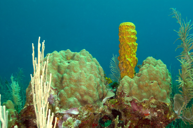 Yellow Tube Sponge