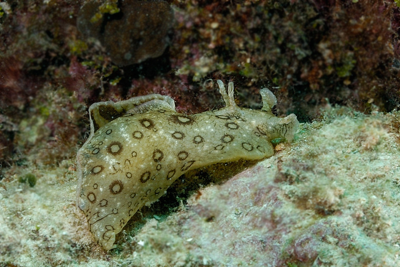 Spotted Sea Hare