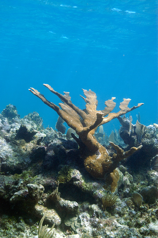 Elkhorn Coral