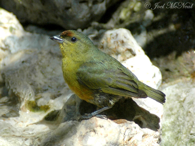 female Olive-backed Euphonia