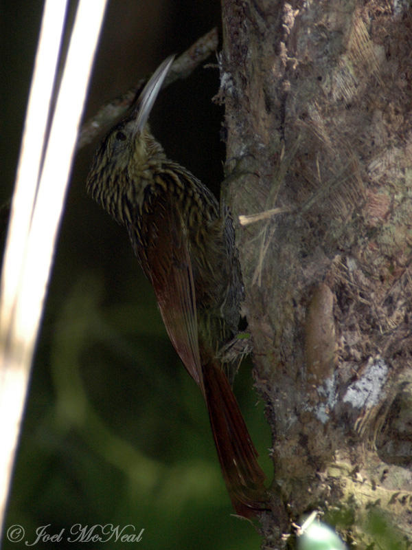 Ivory-billed Woodcreeper: <i>Xiphorhynchus flavigaster</i>