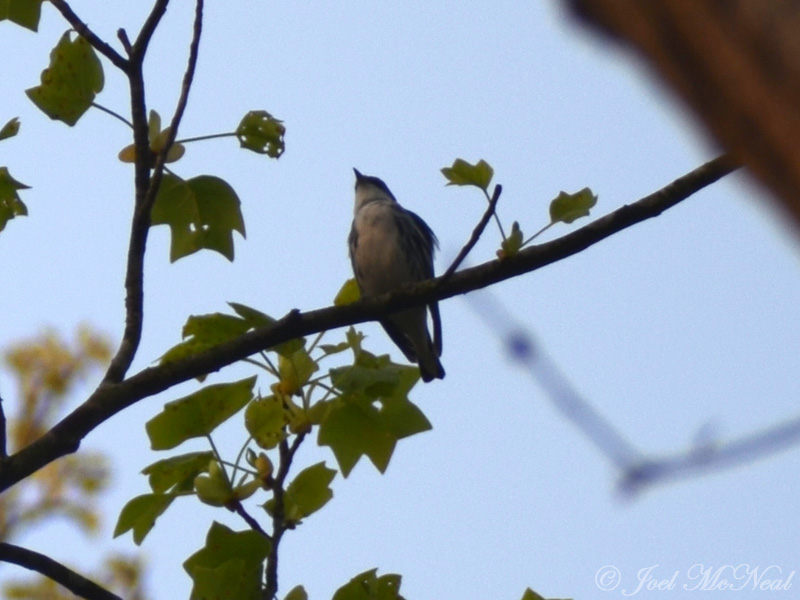 Cerulean Warbler: State Botanical Garden- Athens, GA