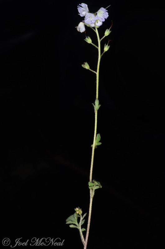 Small-flowered Scorpion-weed: <i>Phacelia dubia</i>