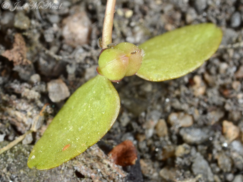 Snorkelwort (<i>Amphianthus pusillus</i>) with developing fruit