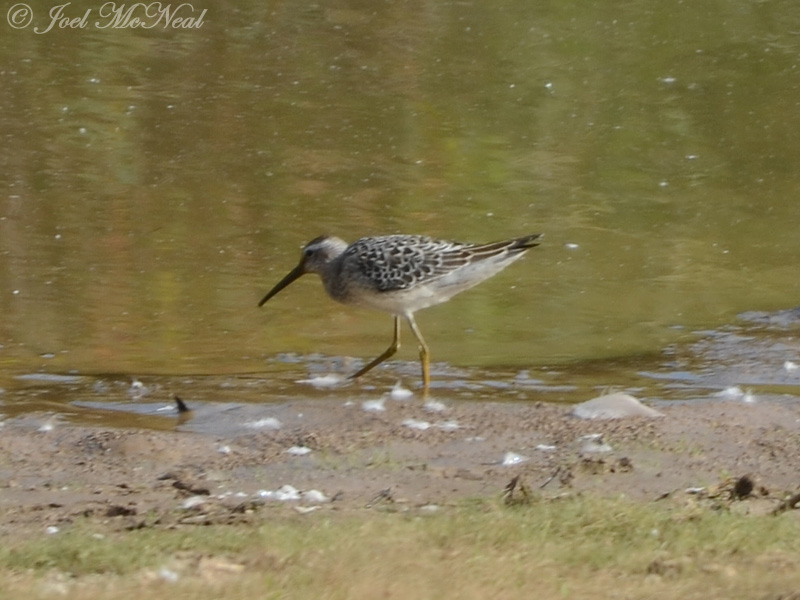 Stilt Sandpiper: Clarke Co., GA