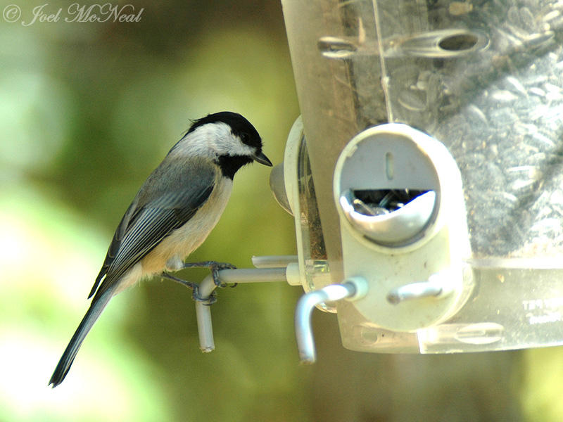 Carolina Chickadee