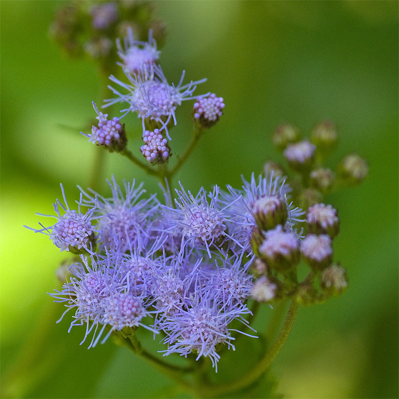 blue mistflower.jpg