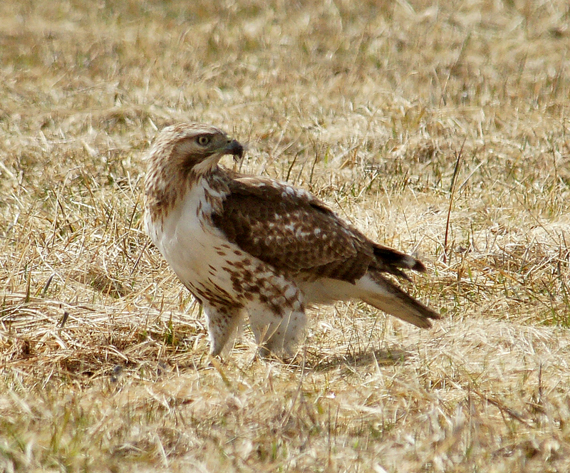 Red Tail hawk - nine acre corner field on left heading north on sudbury/concord rd.4/11