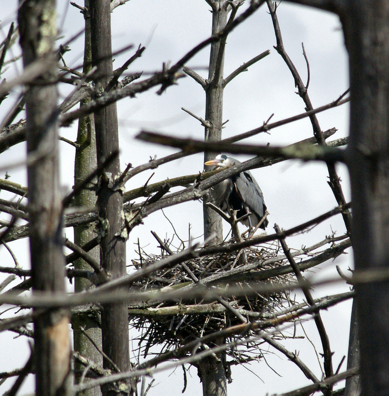 Heron rookery