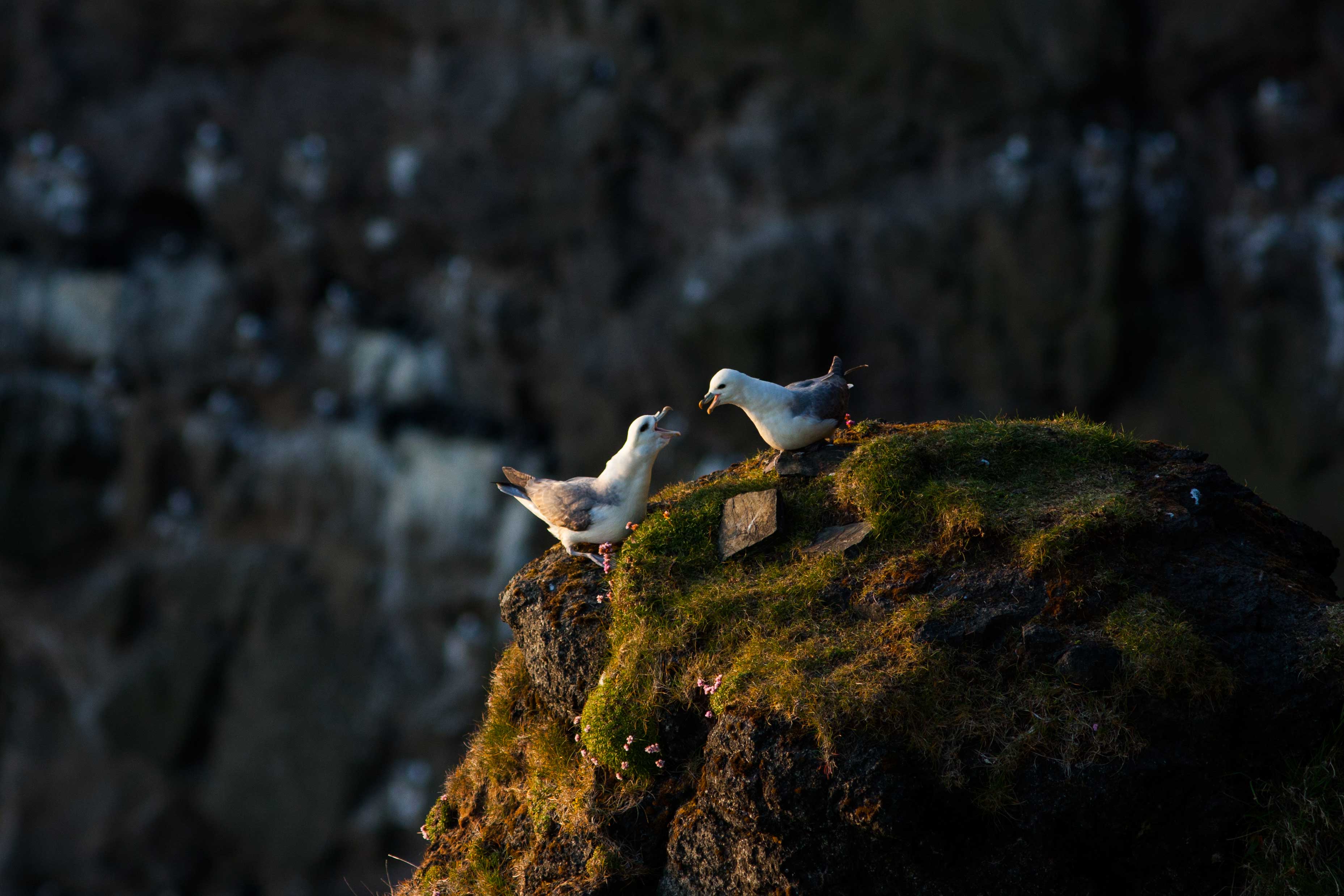 Stormfgel / Fulmar 