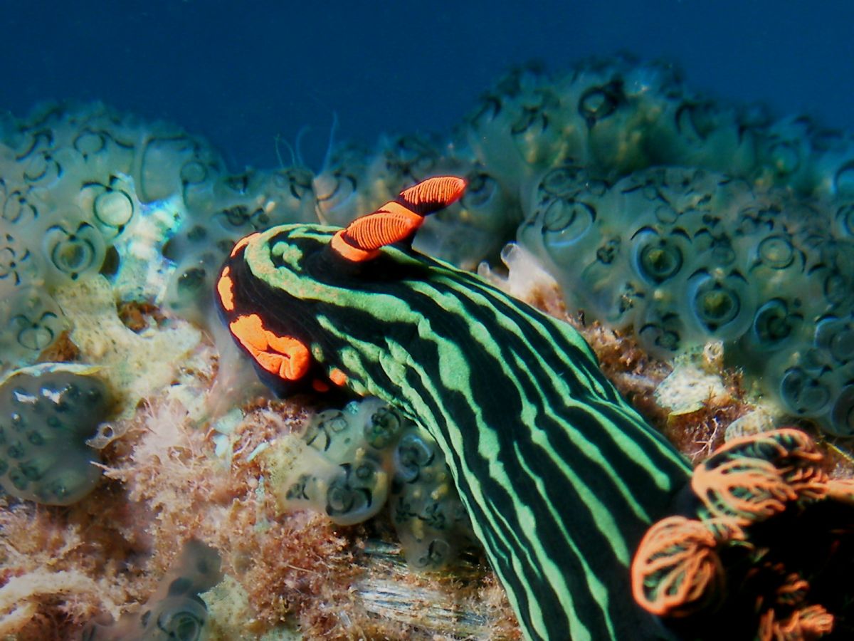 Nembrotha kubaryana4.JPG