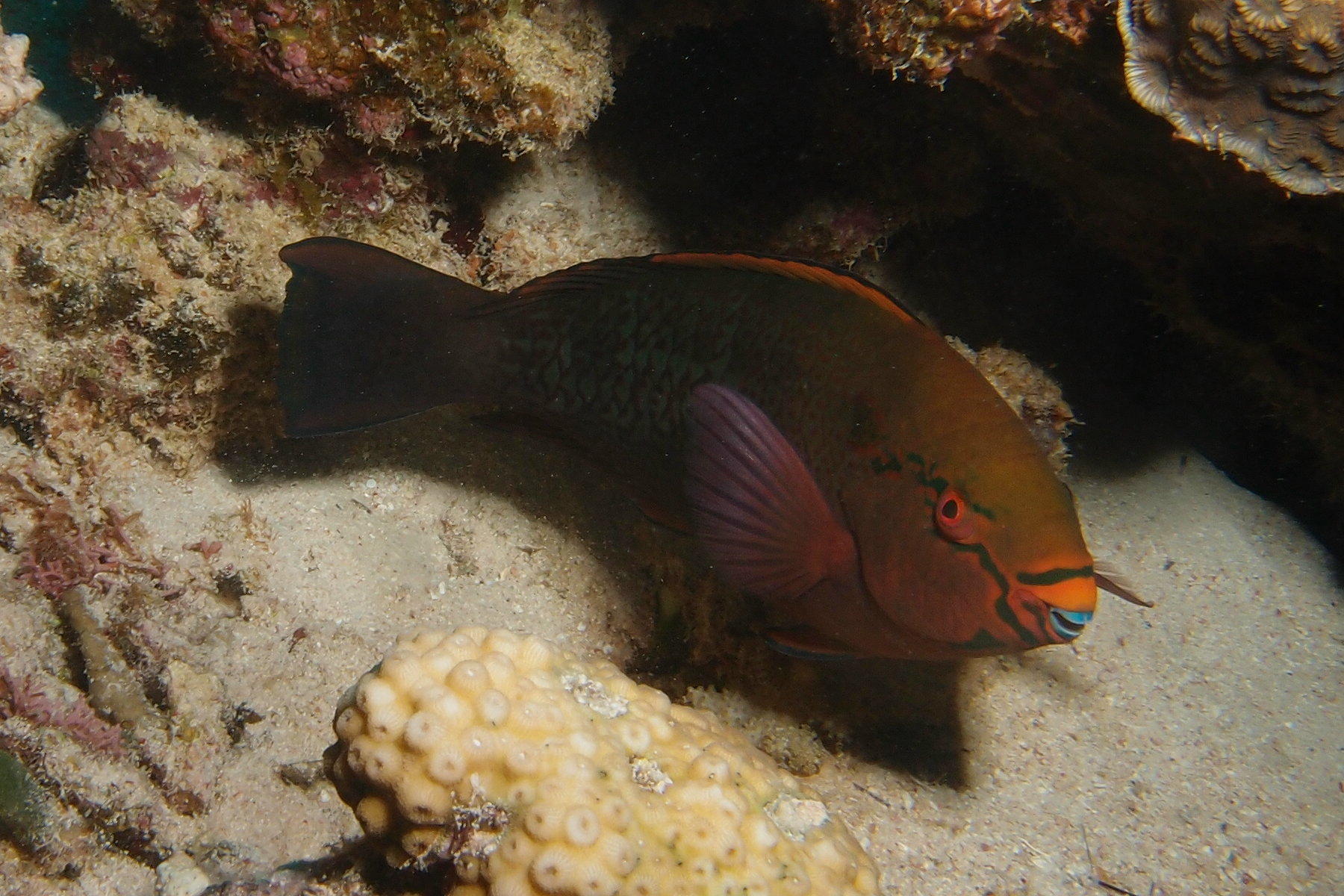 Papegaaivis3.JPG