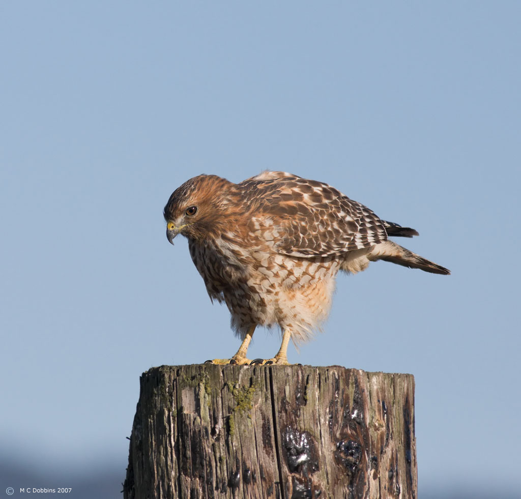 Red Shouldered Hawk