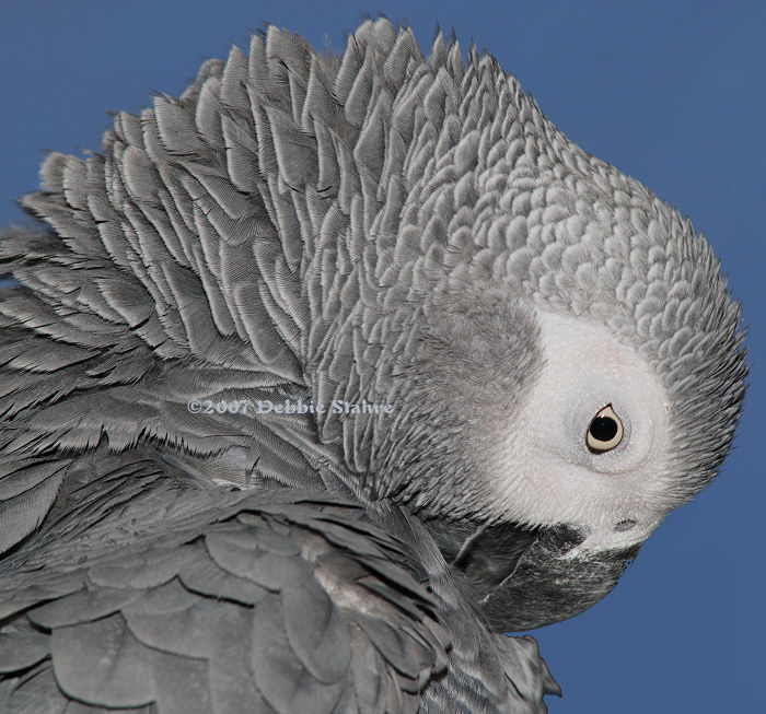 Preening