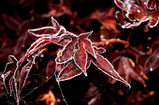 Frosty Morning