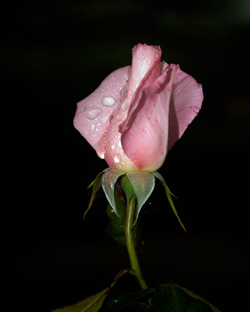 Still Blooming