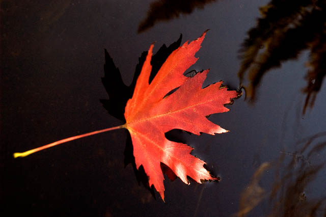 Autumn