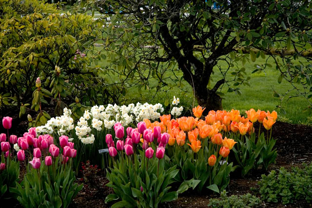 Wooden Shoe Tulip Farm