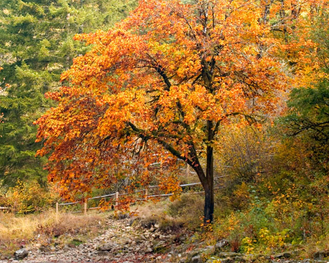 Fall