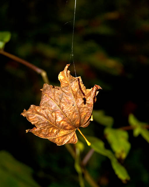 Hanging On By A Thread