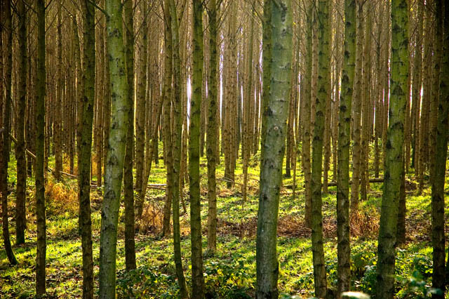 Through The Woods