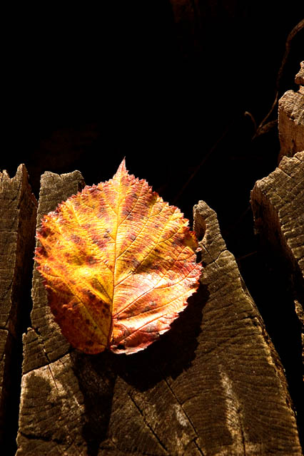 Leaf
