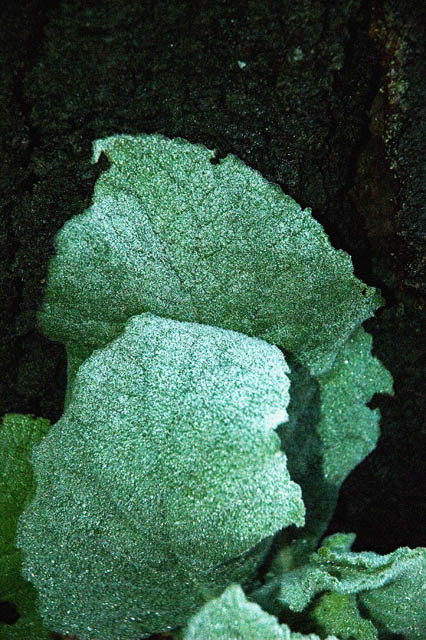Frost Again