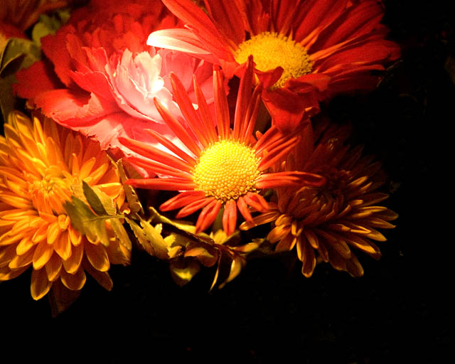 Fall Flowers