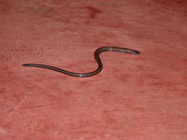 Slow worm type thing at Helmeted Curassow Reserve / RNA Pauxi Pauxi