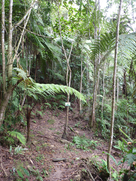Path through forest 3 - Helmeted Curassow Reserve / RNA Pauxi Pauxi