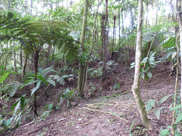 Helmeted Curassow Reserve / RNA Pauxi Pauxi