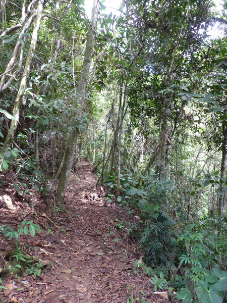 Helmeted Curassow Reserve / RNA Pauxi Pauxi