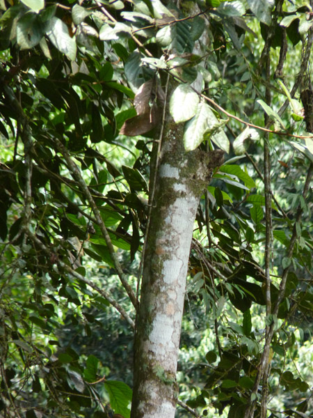 Helmeted Curassow Reserve / RNA Pauxi Pauxi