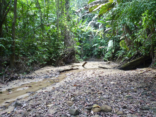 Riverbed along trail A, Blue-billed Curassow Reserve / RNA El Paujil