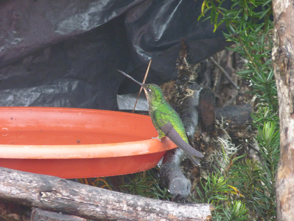 Dusky Starfrontlet Reserve/ RNA Colibri del Sol