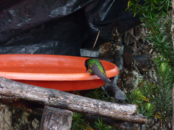 Dusky Starfrontlet Reserve/ RNA Colibri del Sol