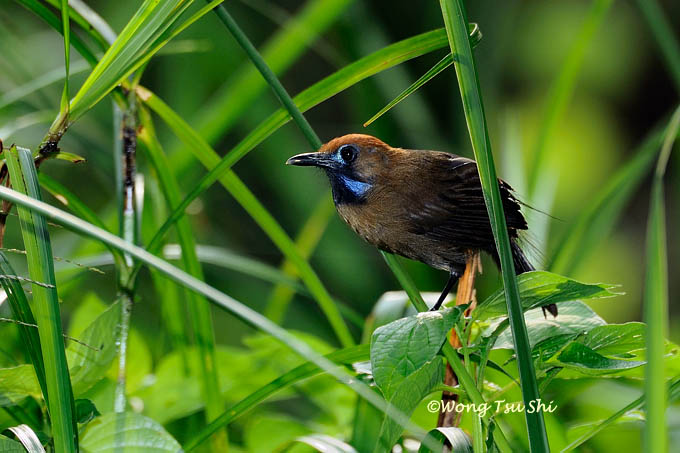 <i>(Macronous ptilosus)</i><br />Fluffy-backed Babbler