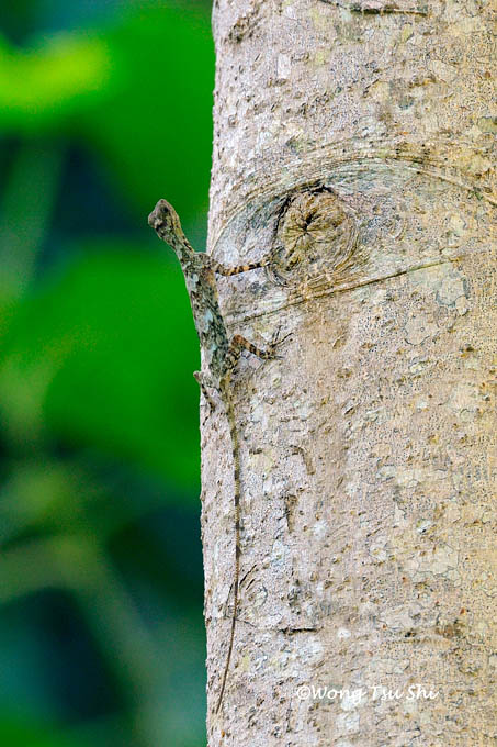 <i>(Draco fimbriatus)</i><br /> Fringed Flying Lizard