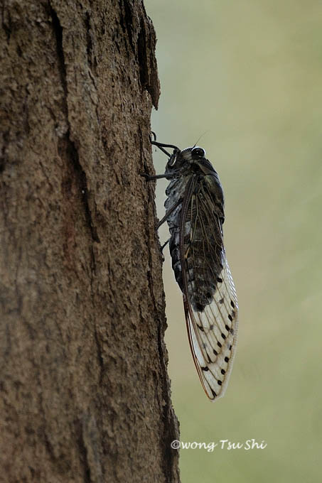 Cicadidae sp.[B]<br />True Cicada