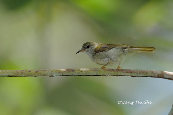 <i>(Anthreptes simplex)</i> <br />Plain Sunbird ♀