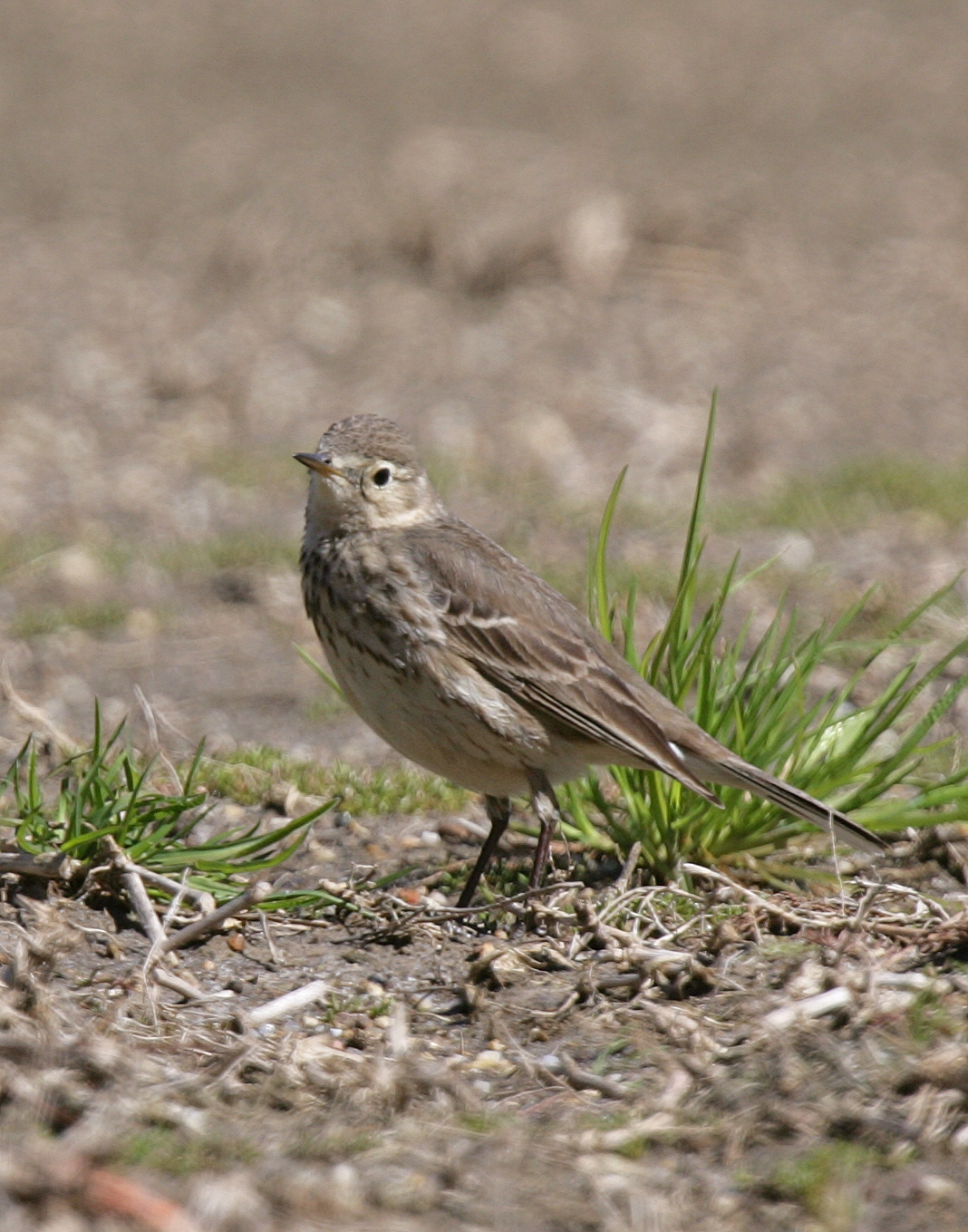 AmPipit7854.tif