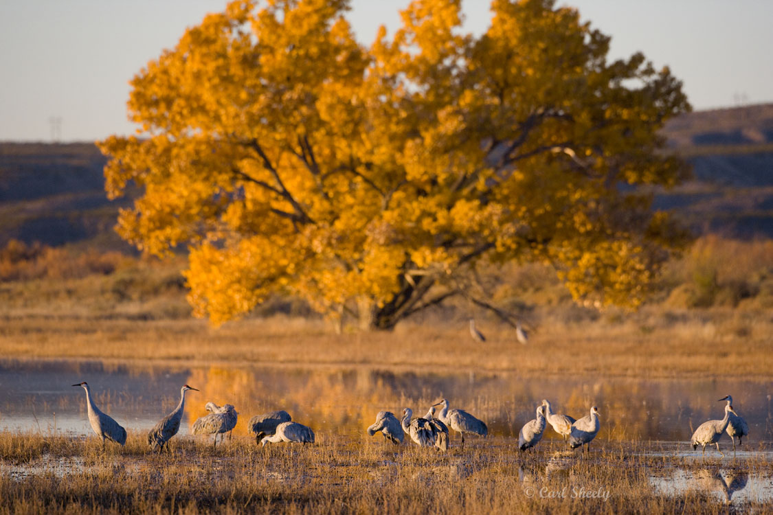 Bosque del Apache-12.jpg