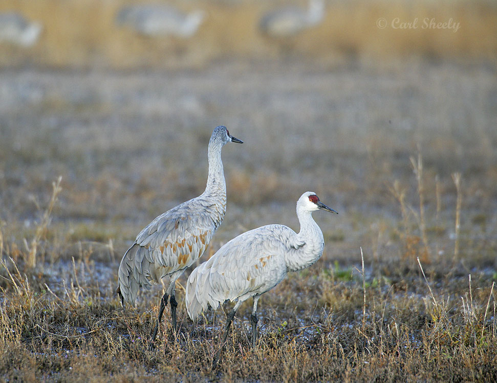 Sandhill Crane-9.jpg