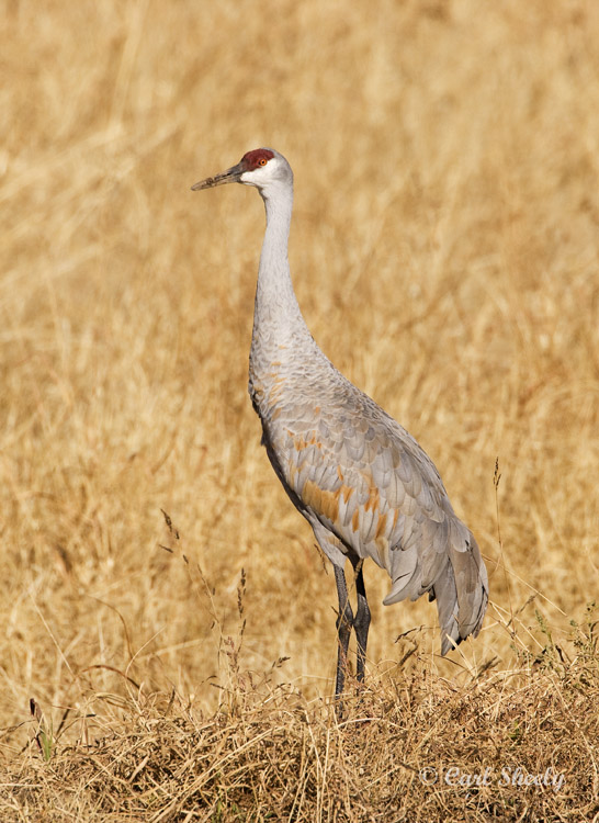 Sandhill Crane-16.jpg