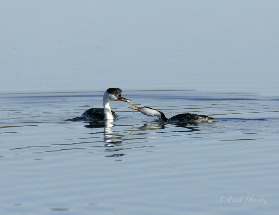 Western Grebes.jpg