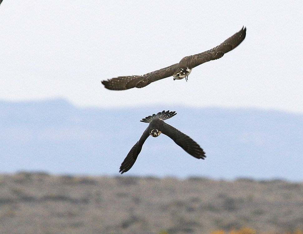 Prairie attack on Aplomado.jpg
