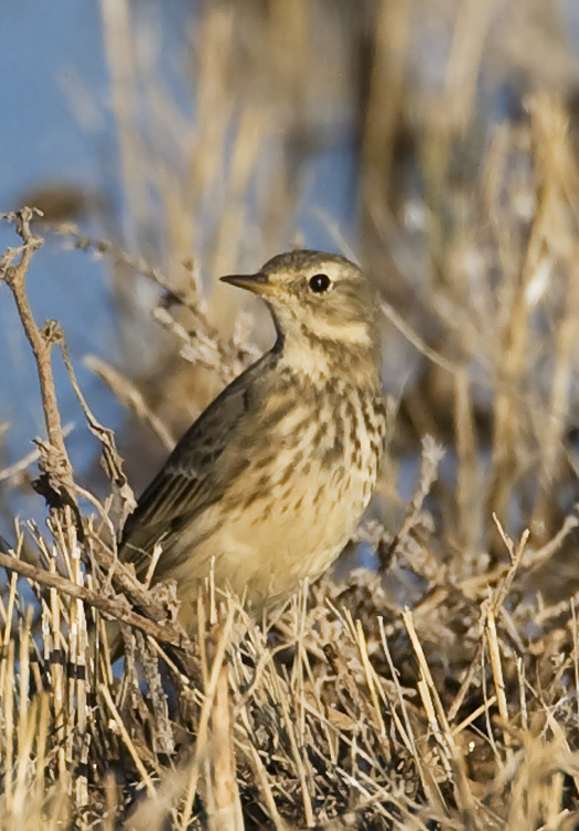 American Pipit_3.jpg