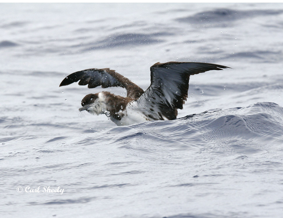GreaterShearwater3310.jpg