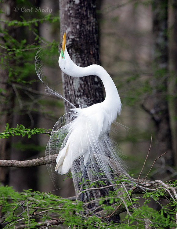 GreatEgret8078.jpg