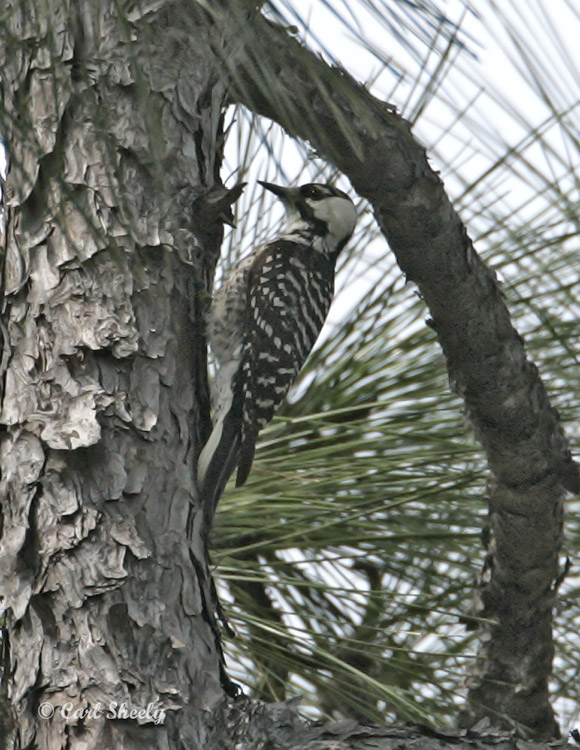 RedCockadedWoodpecker9282.jpg